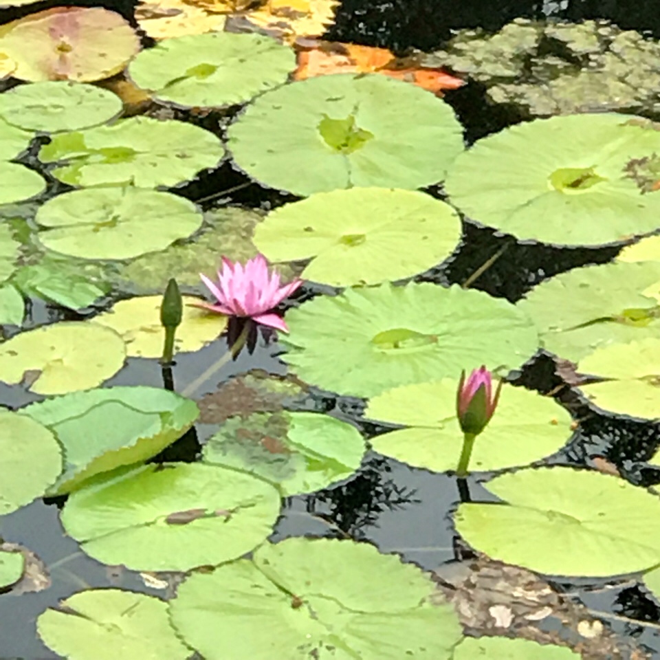 Optimized  Psychological Consulting